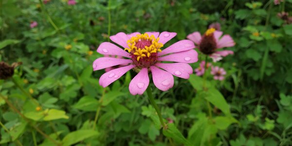 Zenia forest flower photo