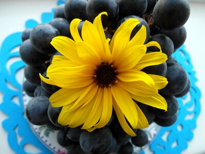 Grapes health fruit