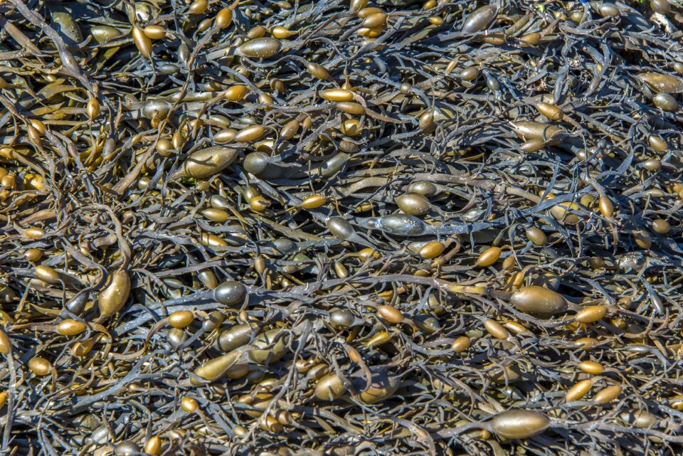 Sea nature marine