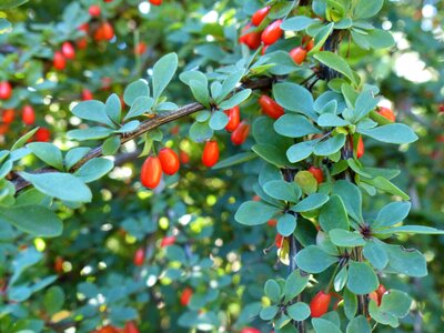 Fruit red vitamins photo