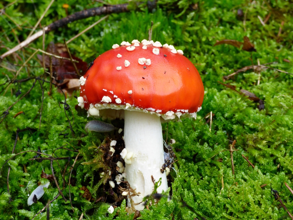 Forest red with white dots orange