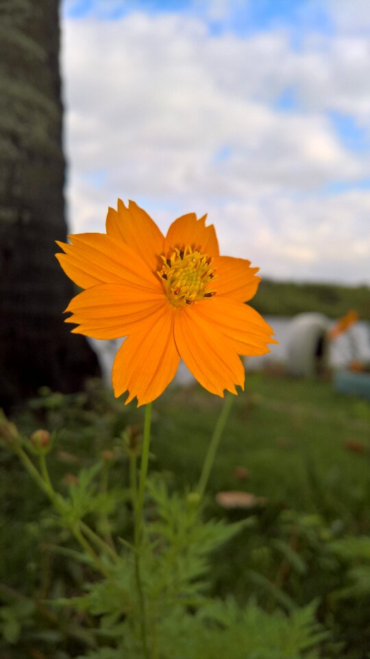 Flower yellow flower nature