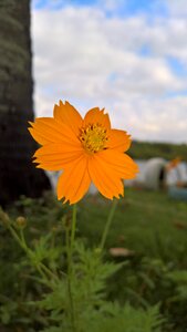Flower yellow flower nature