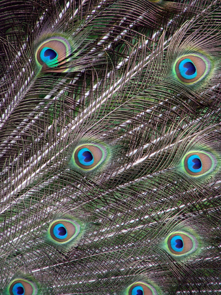 Wheel pavo cristatus blue