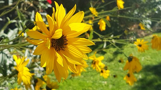 Flowers sunflower petals