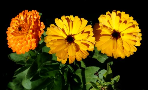 Garden nature