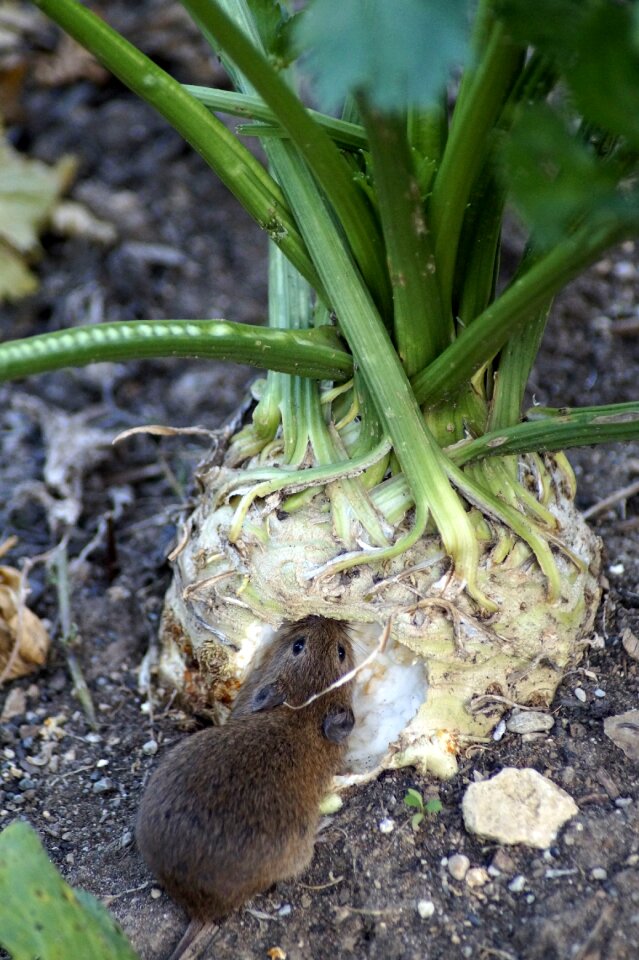 Celery eat food