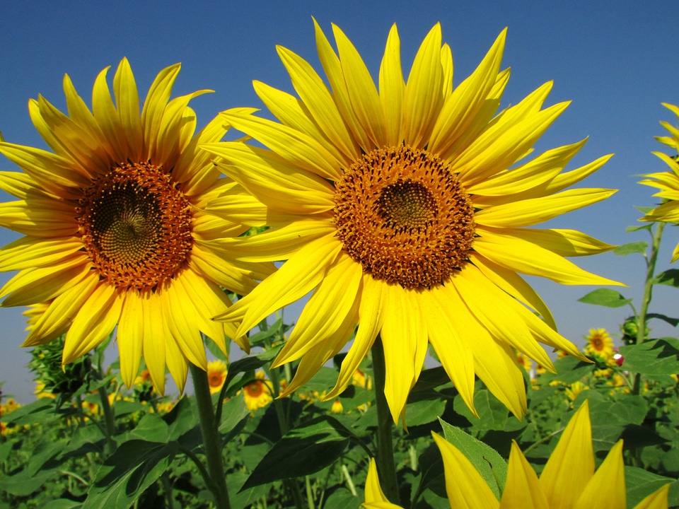 Plant yellow india