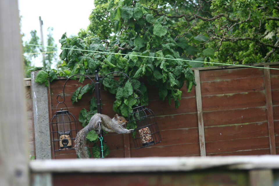 Wildlife outdoors outdoor