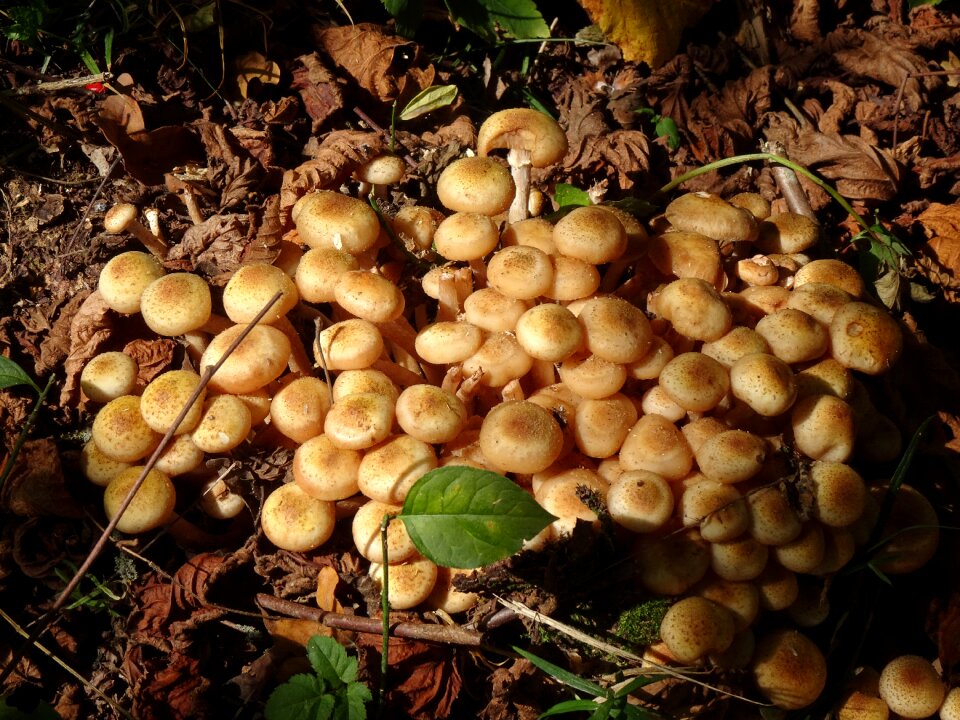 Texture forest forest floor