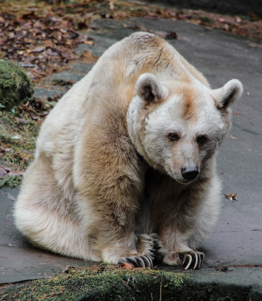 Brown bear predator fur