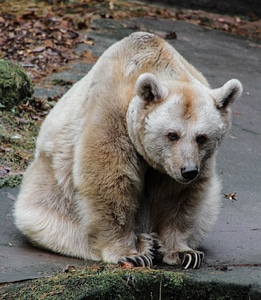 Brown bear predator fur