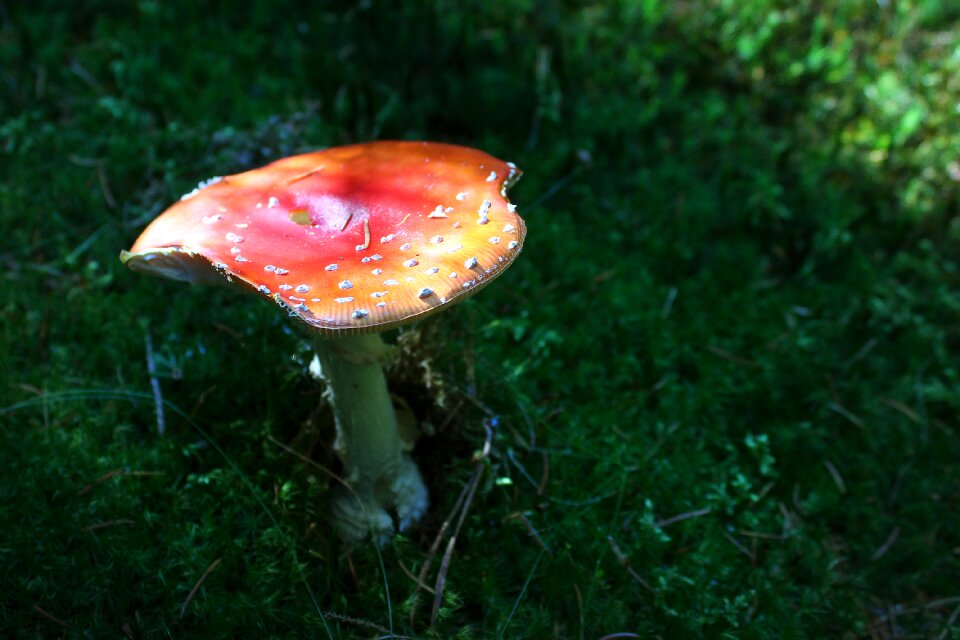 Nature green red