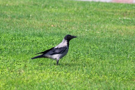 Nature black animal