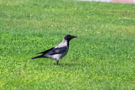 Nature black animal photo