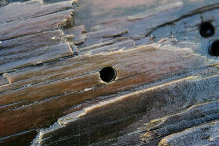 Driftwood ocean
