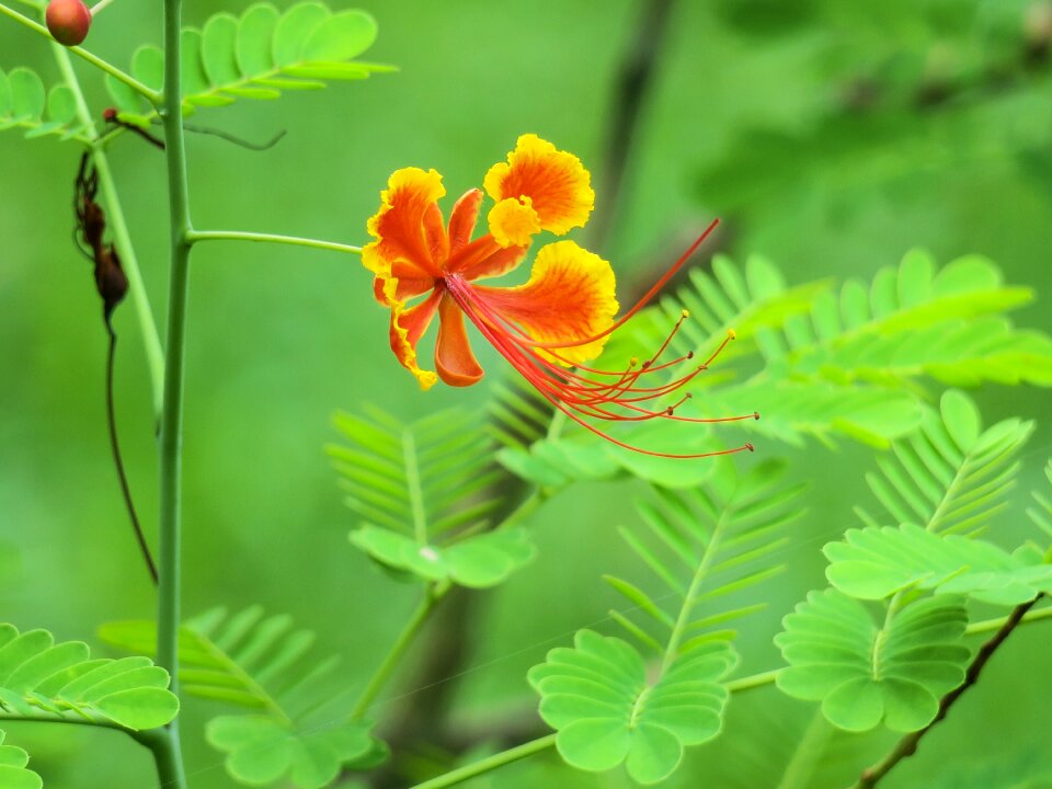Color green bud