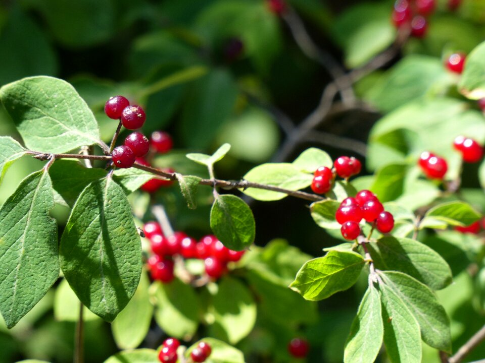 Berries wild summer