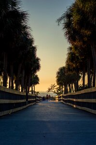 Palm trees walkway photo