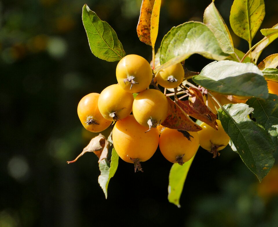 Fruits plant nature