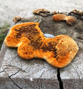 Fungi mottled fungus photo