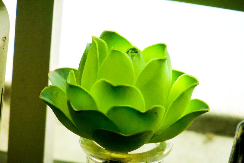 Color green bud