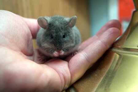 Hand grooming