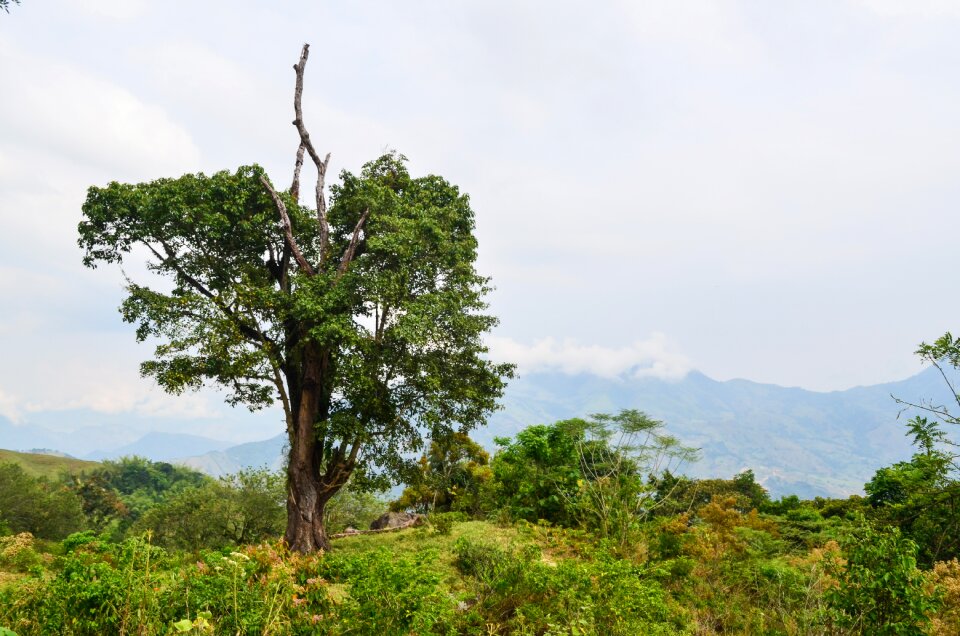 Landscape field tree