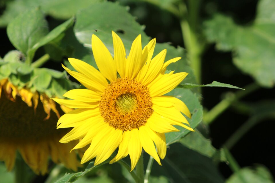 Nature plant flower
