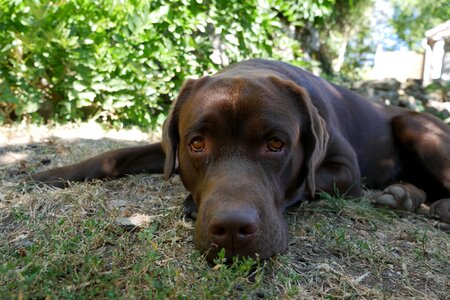 Labrador dog brown