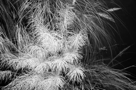Trees forest