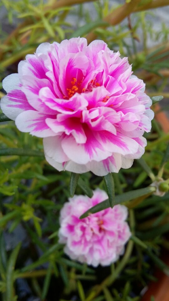 Bloom bright romantic