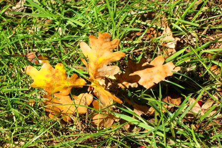 Fall color autumn leaves