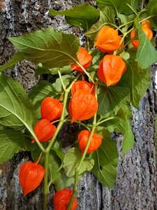 Leaves vine tree photo