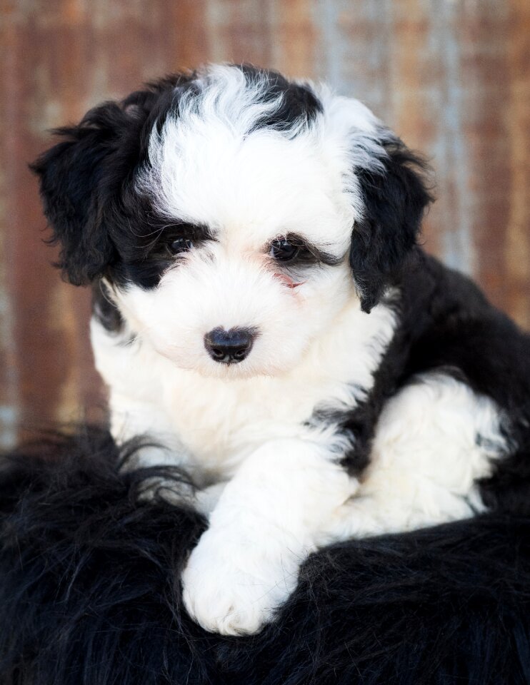 Animal cute cute animal
