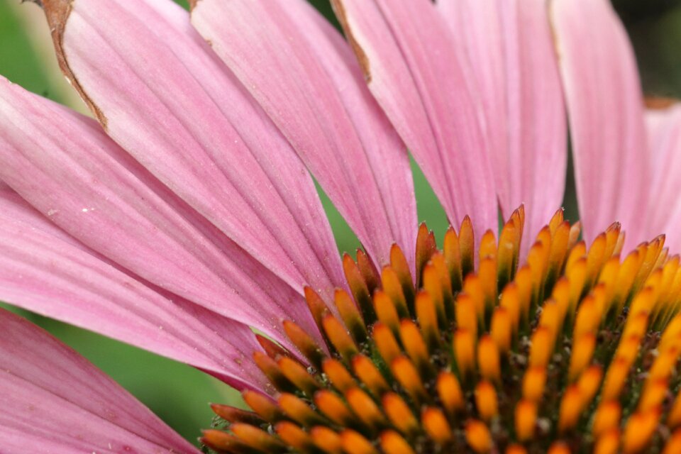 Pink macro