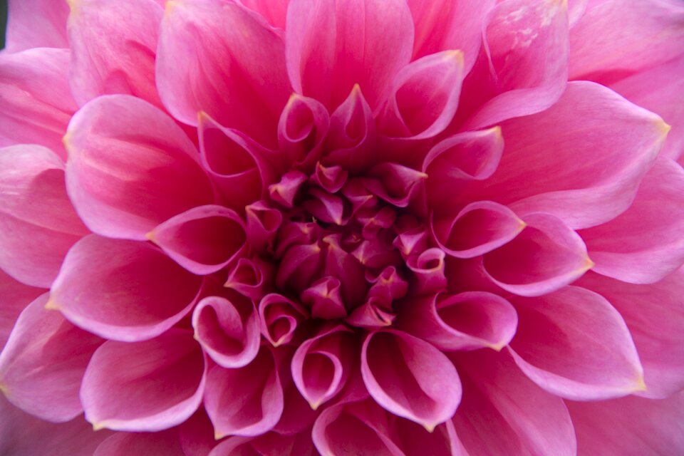 Bloom beautiful flower