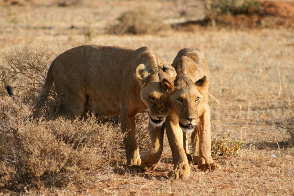 Safari mammals predator photo