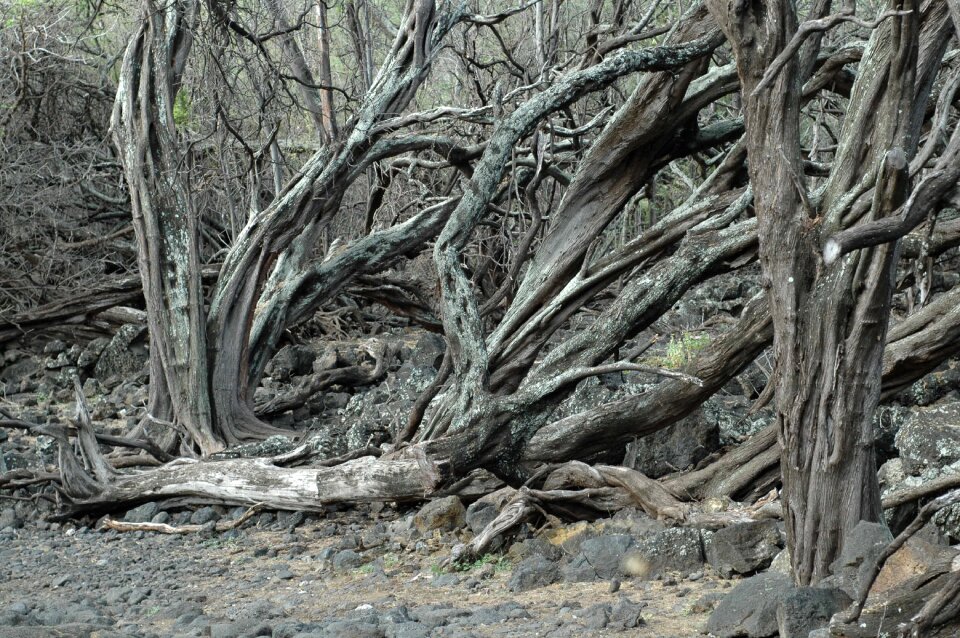 Nature coast