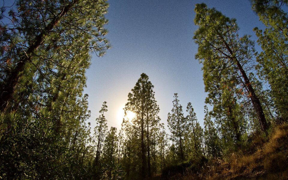 Pine nature landscape photo