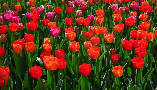 Bloom colorful color
