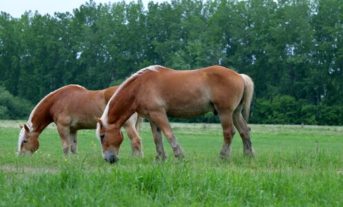Mammal grazing pasture