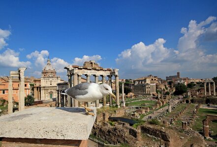 The roman forum landscape bird