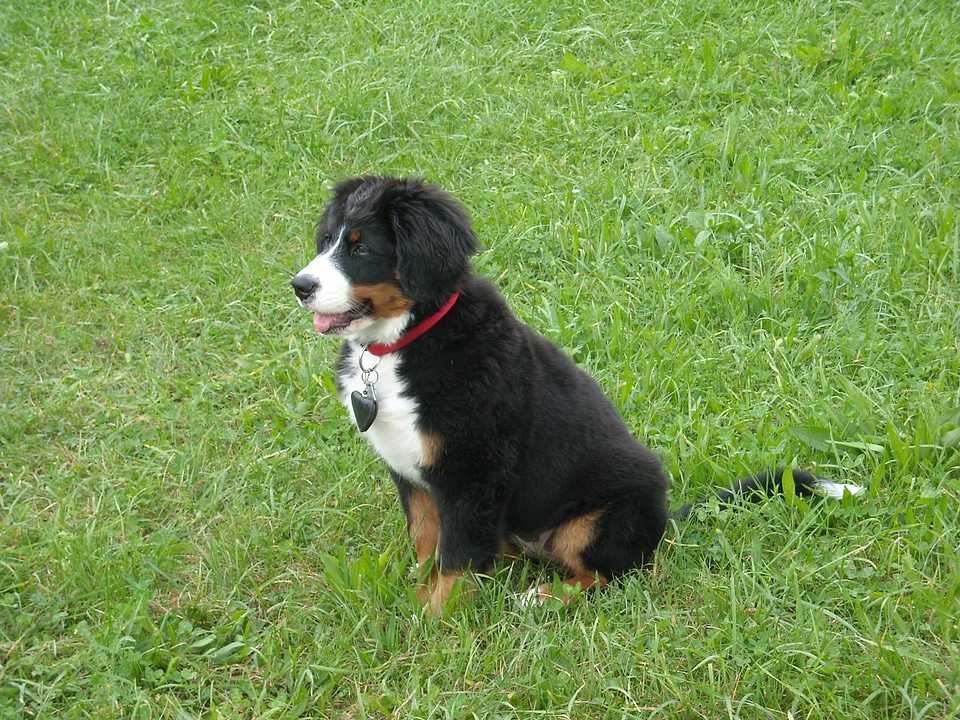 Meadow portrait curious