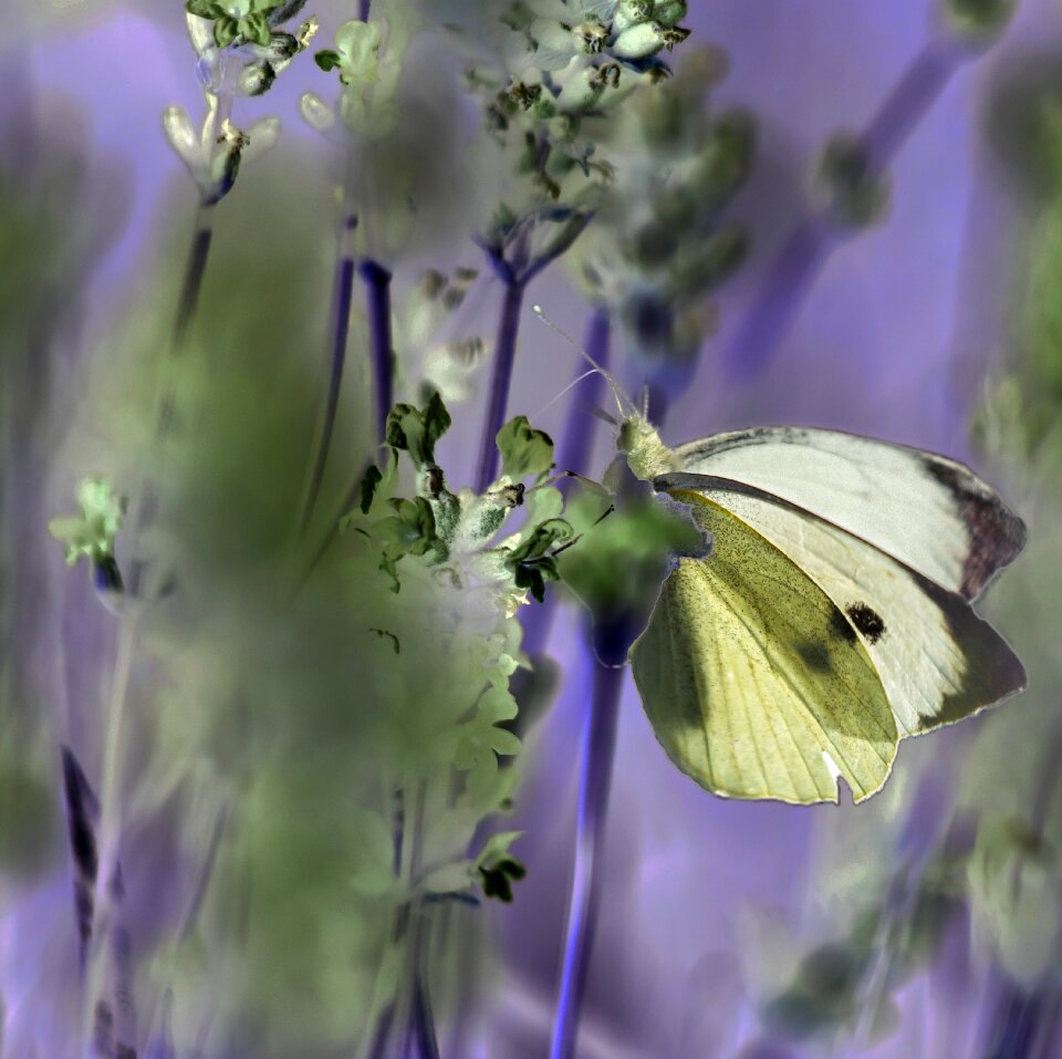 Insects butterfly nature
