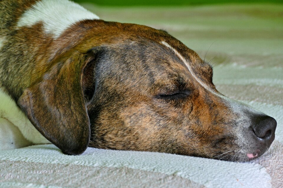 Brown the head of the sleeping