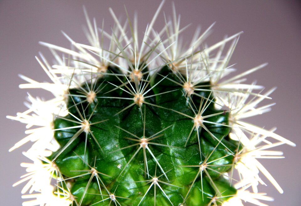 Plant cactus macro
