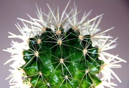 Plant cactus macro