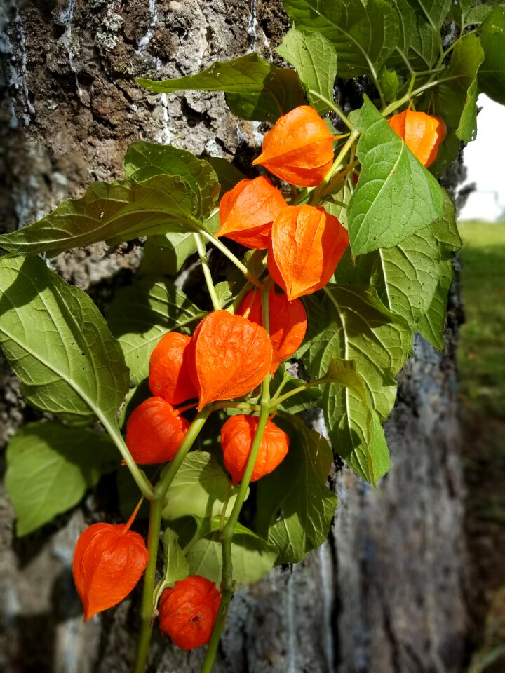 Leaves vine tree