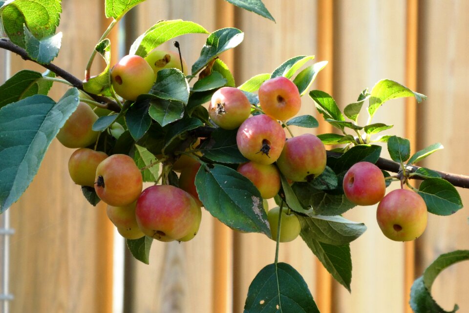 Autumn ornamental decoration